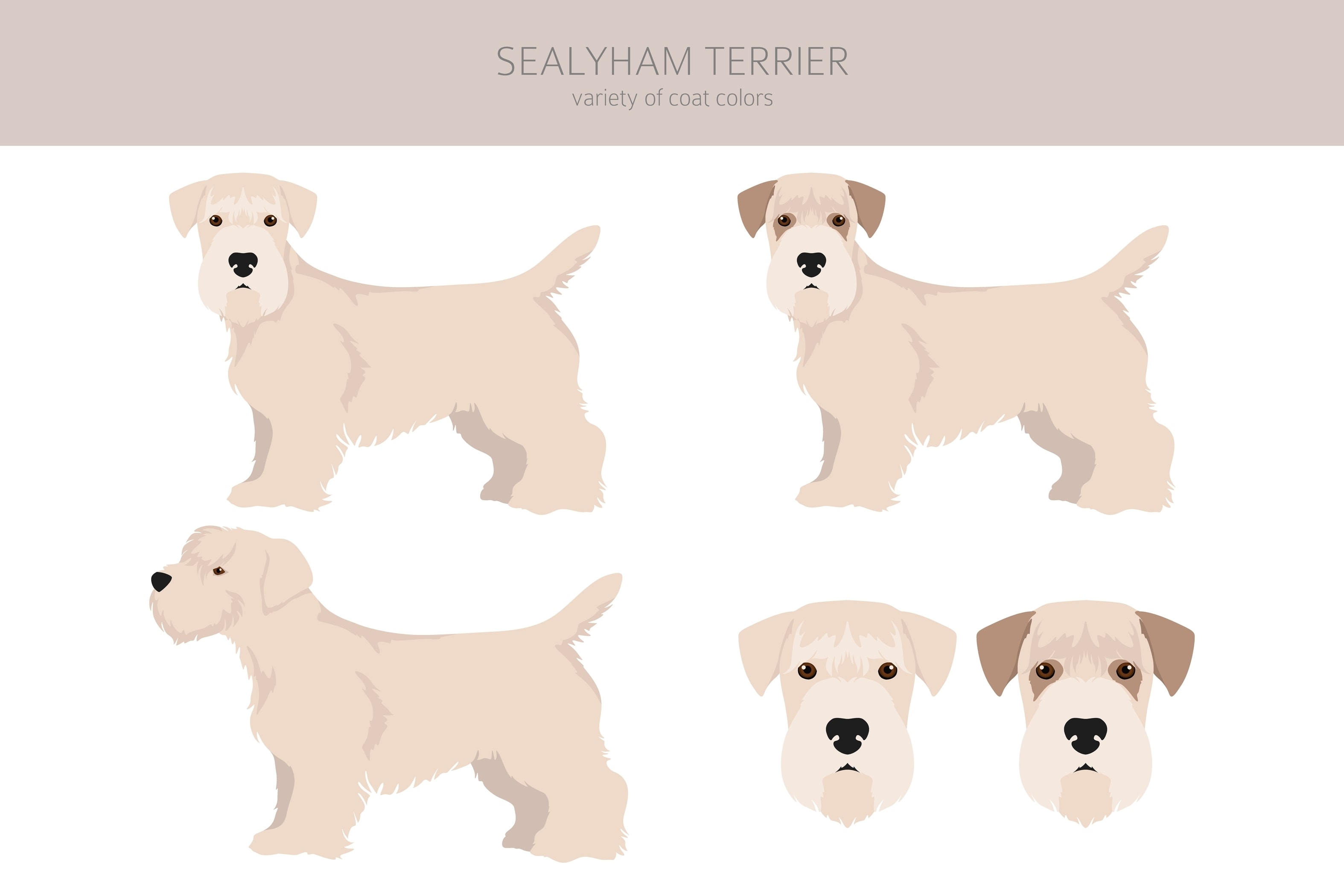 An infographic showing the coat types and colors of the Sealyham Terrier