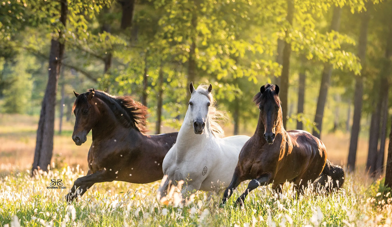 Three Paso Fino horses on a flowery pasture.