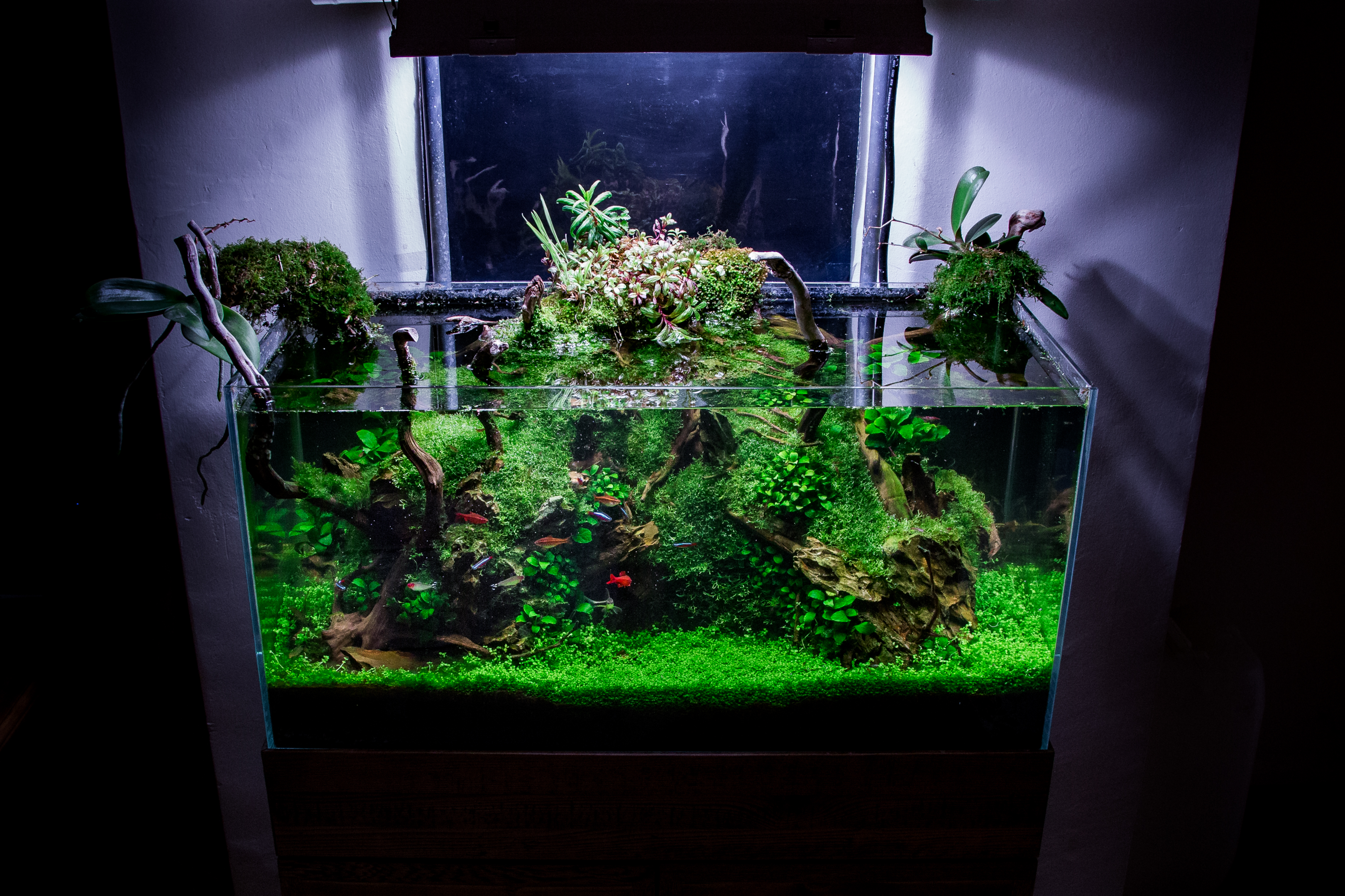 CO2 fish tank- the science of CO2 in the aquarium