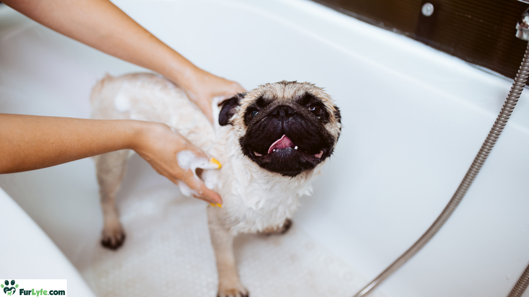 A Pug enjoying a warm bath