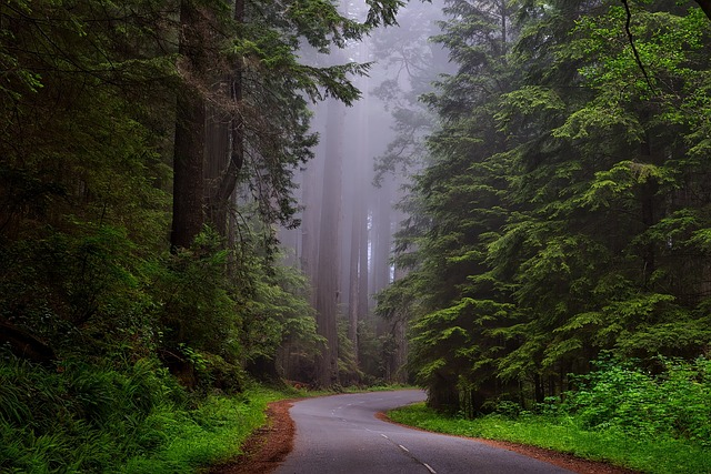 trees, fog, street