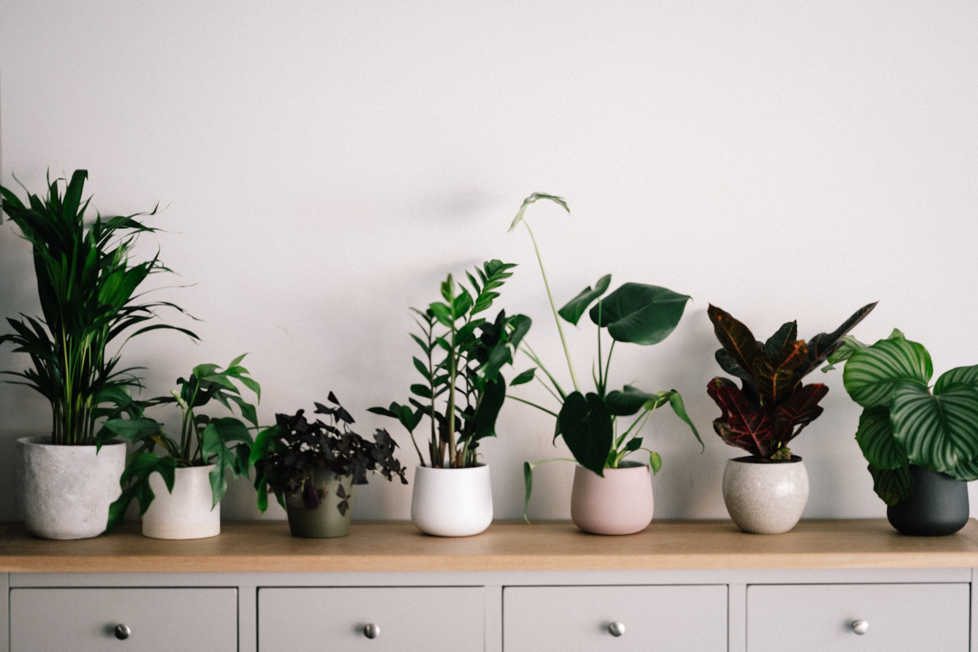 Indoor house plants on a credenza