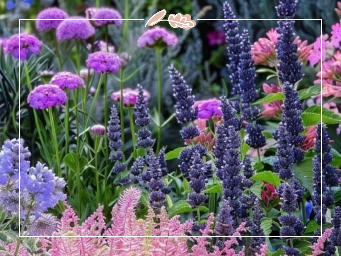 Vibrant pastel garden with lavender, pink astilbe, and drumstick alliums – Top 50 Flower Species blog by Fabulous Flowers & Gifts.