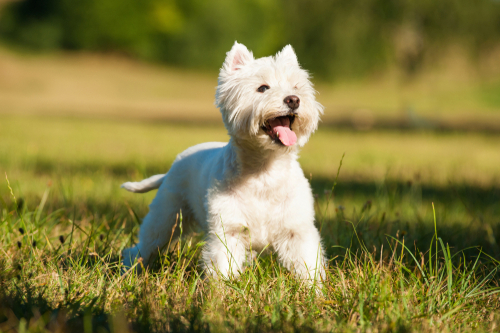 A Happy Westie playing outside
