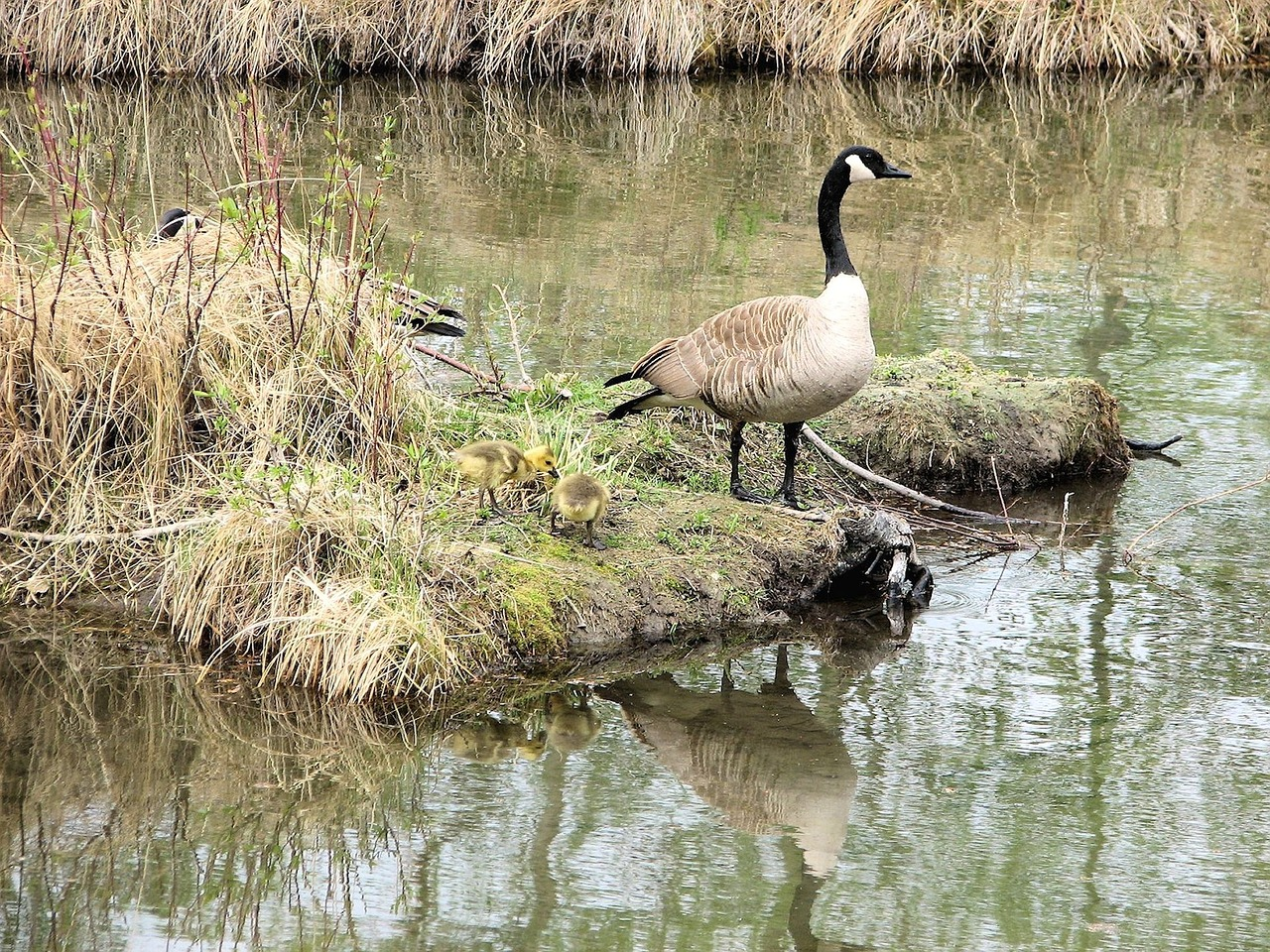 Are Canada geese protected in their habitat