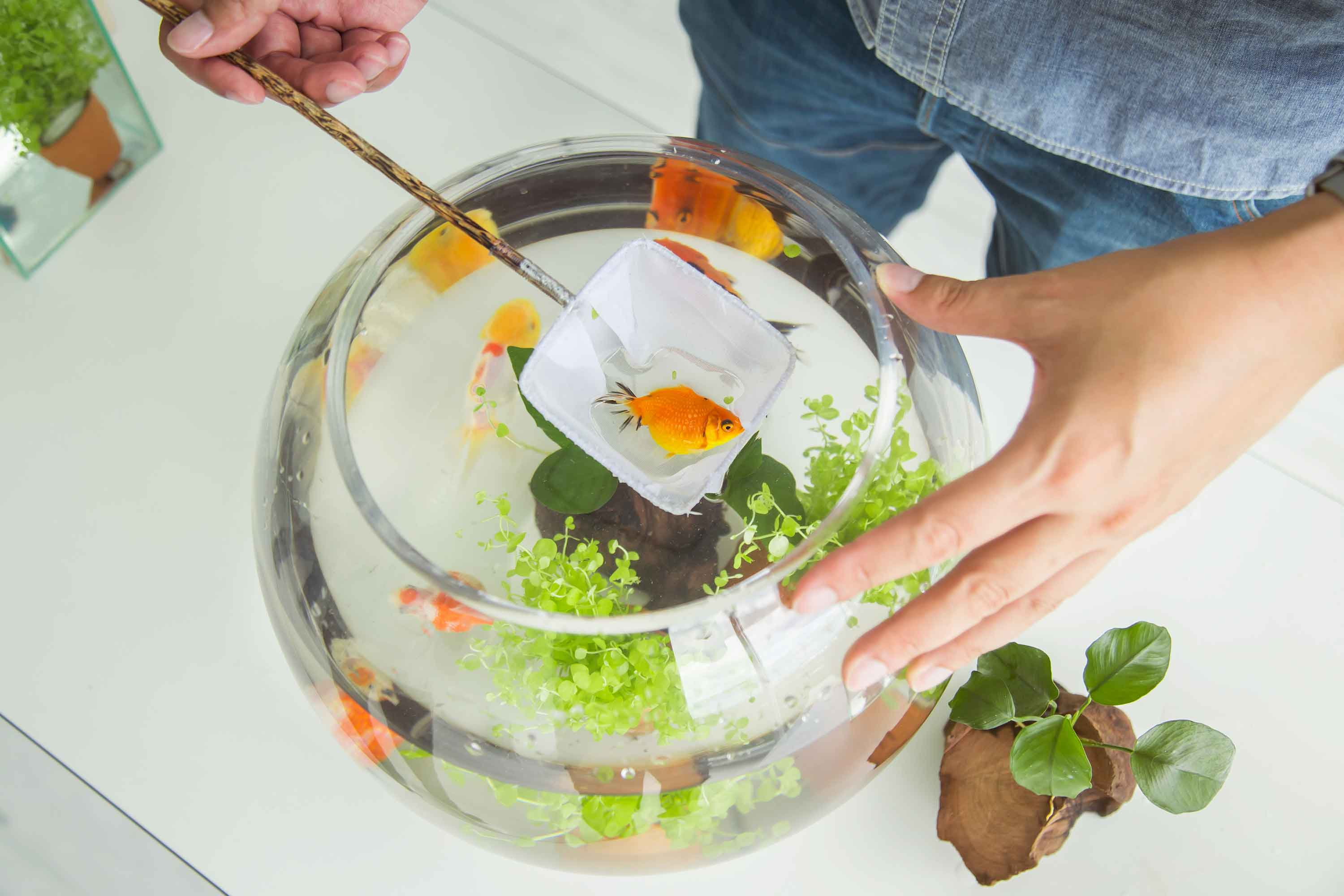 attraper un poisson dans un aquarium