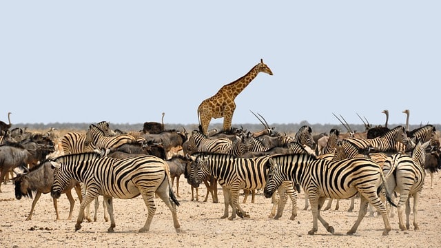 Educational Benefits of Family Safaris