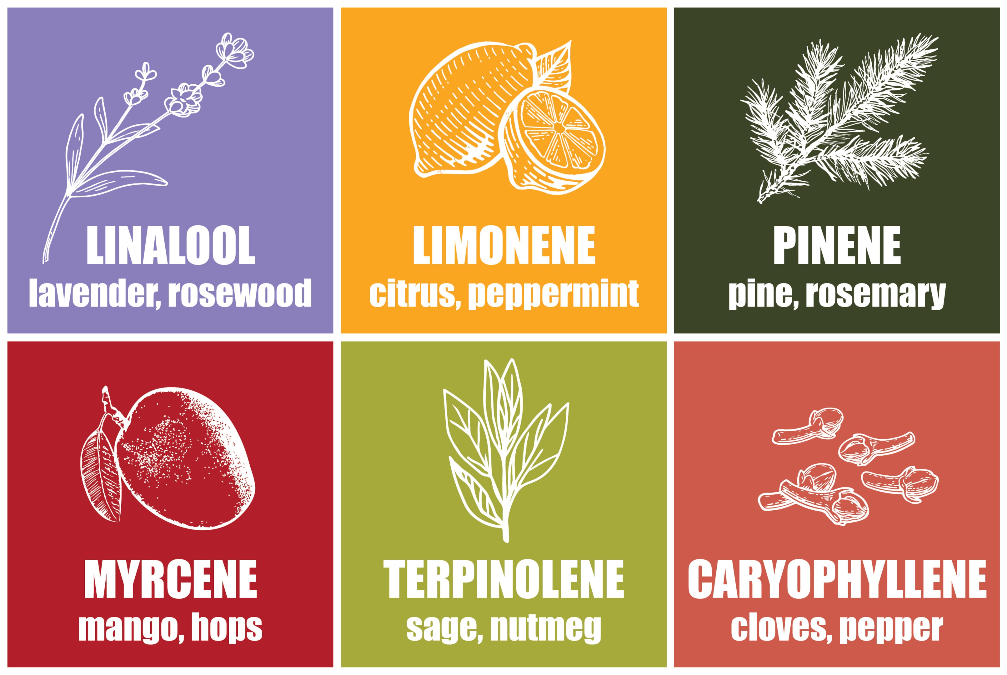 Terpenes in THCA Flower: How They Enhance Your Experience