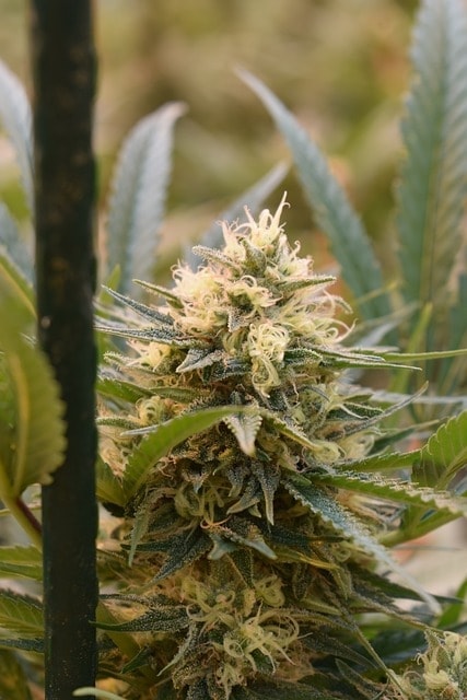 Terpenes in THCA Flower: How They Enhance Your Experience