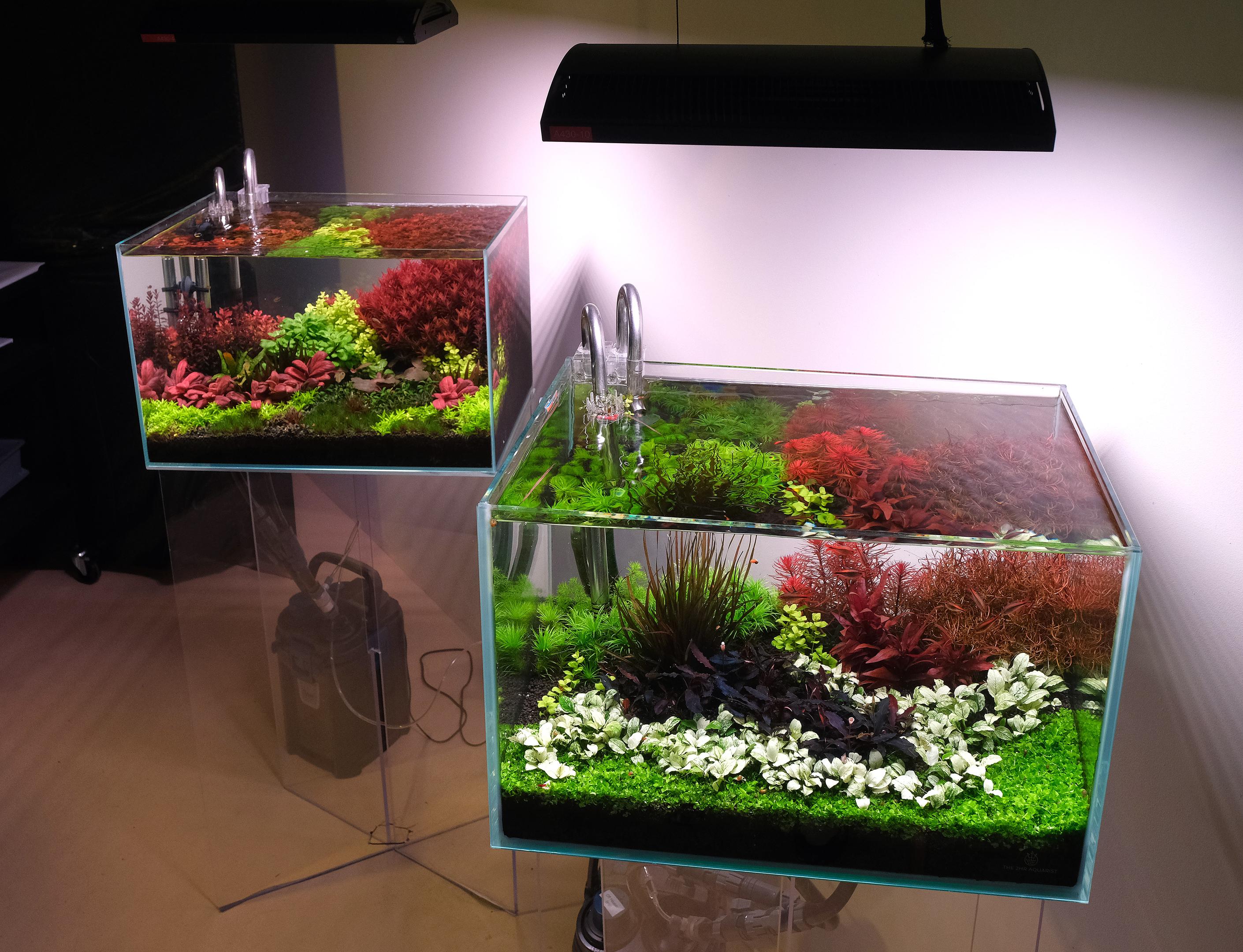Pendant lighting 2hr Aquarist