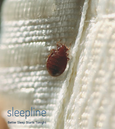 Bed bug on a blanket
