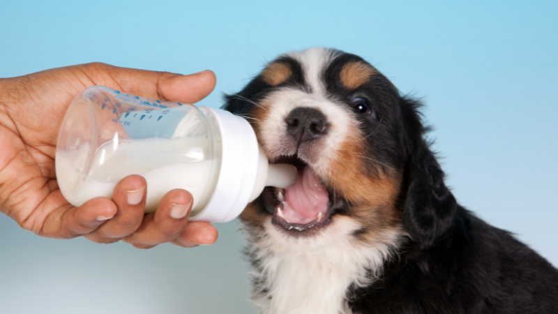 Human milk 2024 for dogs