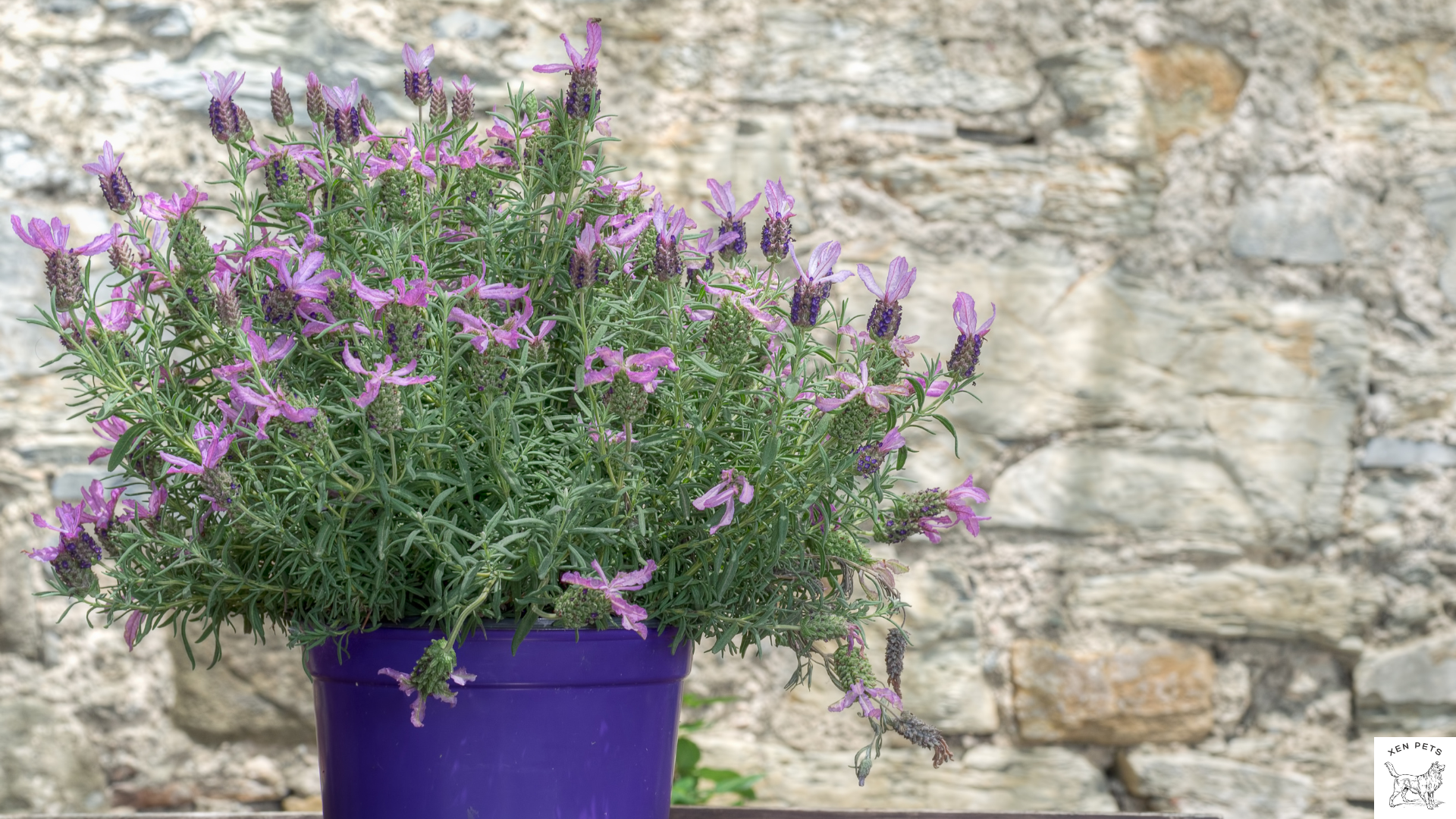 lavender plant