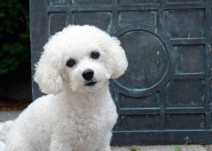 Top 6 Hypoallergenic Teacup Dog Breeds (With Pictures)