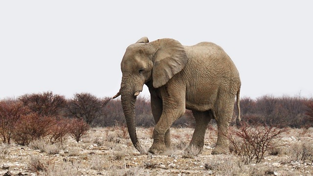elephant, africa, namibia