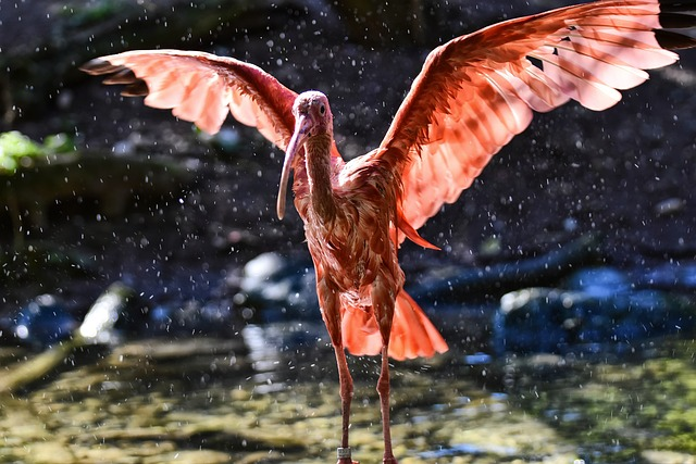 Birds that start with G, glossy ibis 