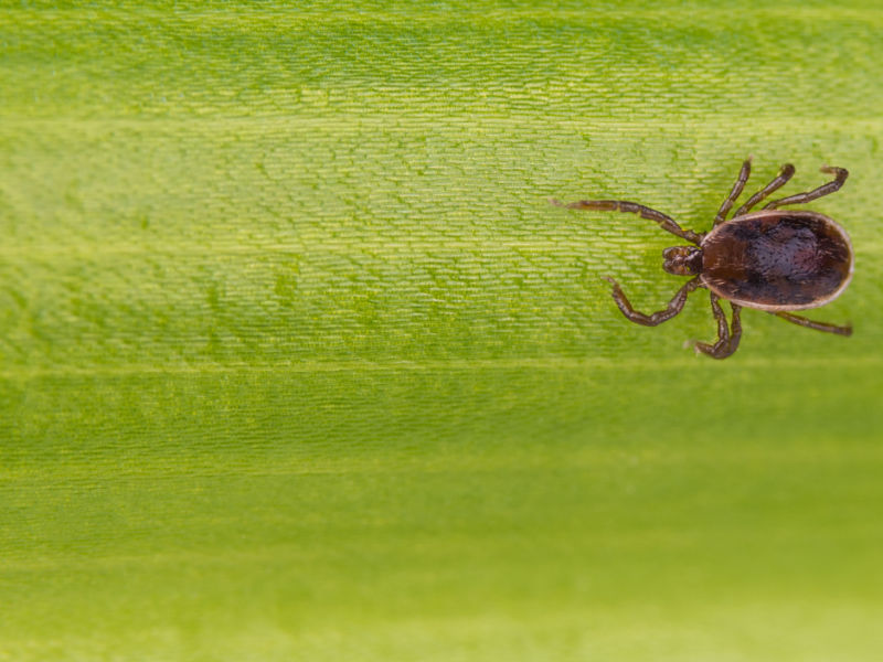 brown dog tick