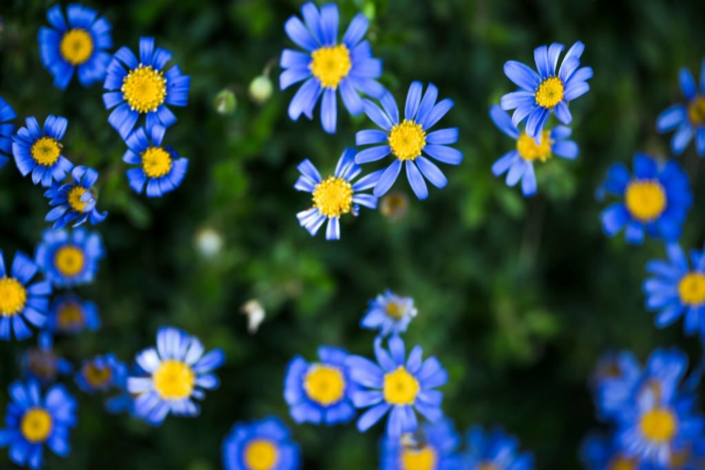 Blue Marguerite Daisy