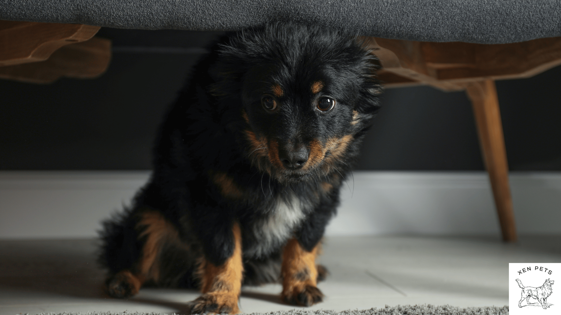 dog hiding under a bed