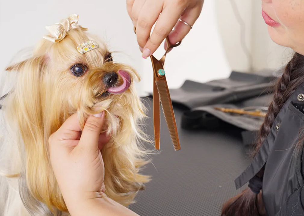 Dog Hair Trimming