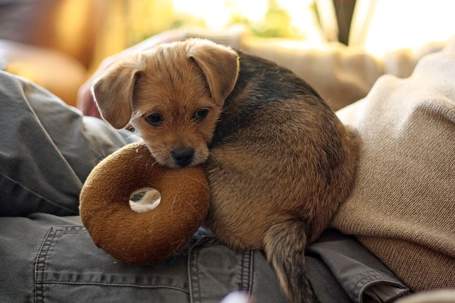 terrier, dog, pet