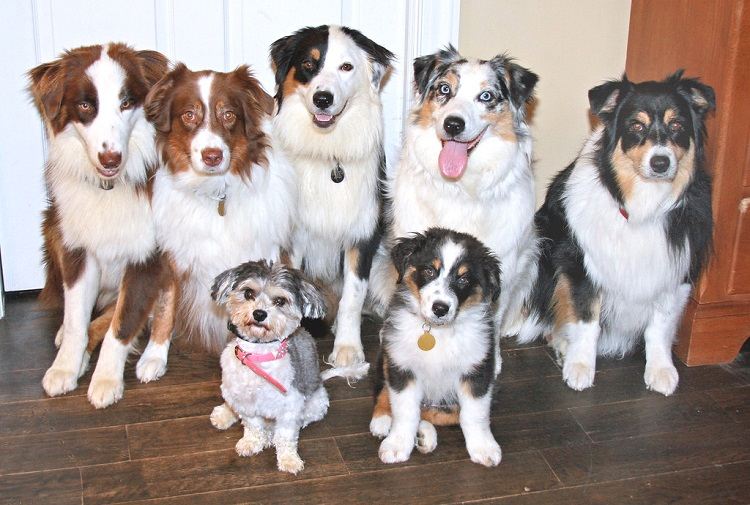 facts about australian shepherd dogs, family pets