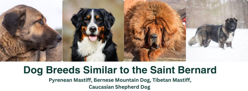 A photo collage of dog breeds similar to the Saint Bernard