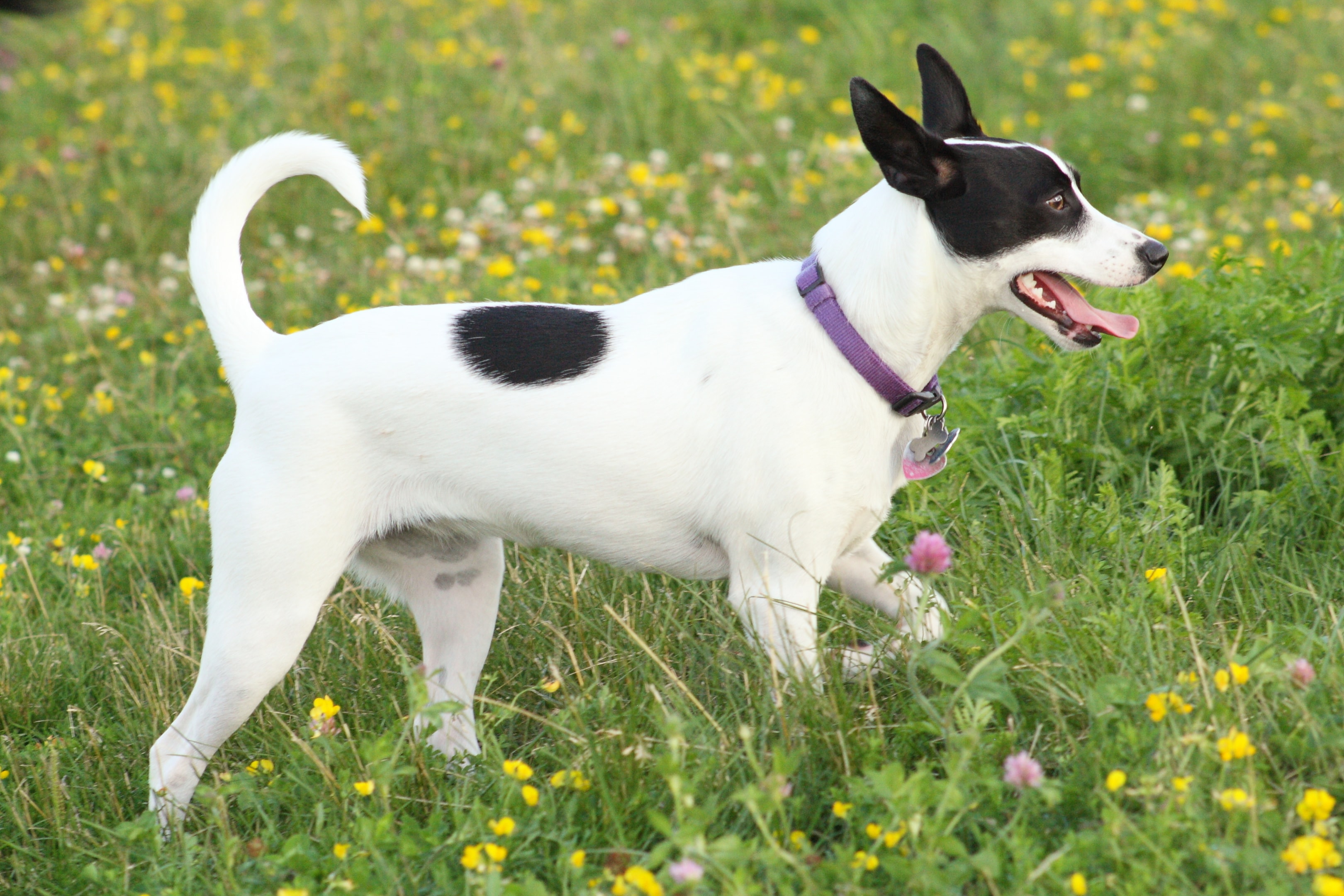 A alert rat terrier walking through a field