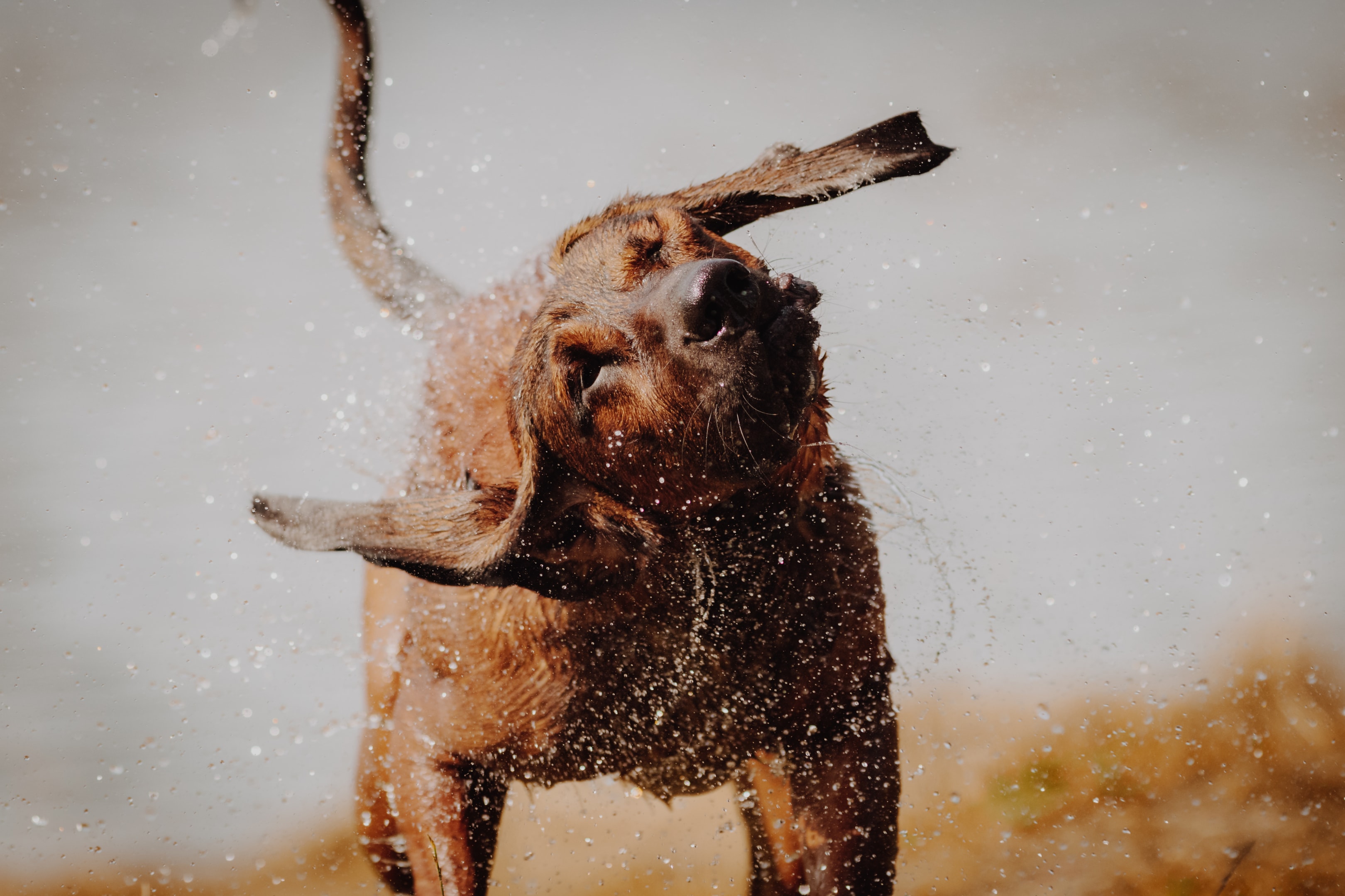 A wet redbone shaking off water after getting out of a lake