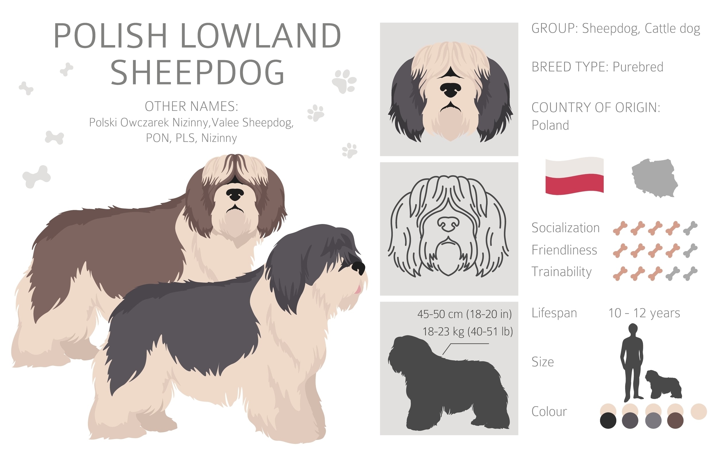 An infographic showing breed information for the Polish Lowland Sheepdog