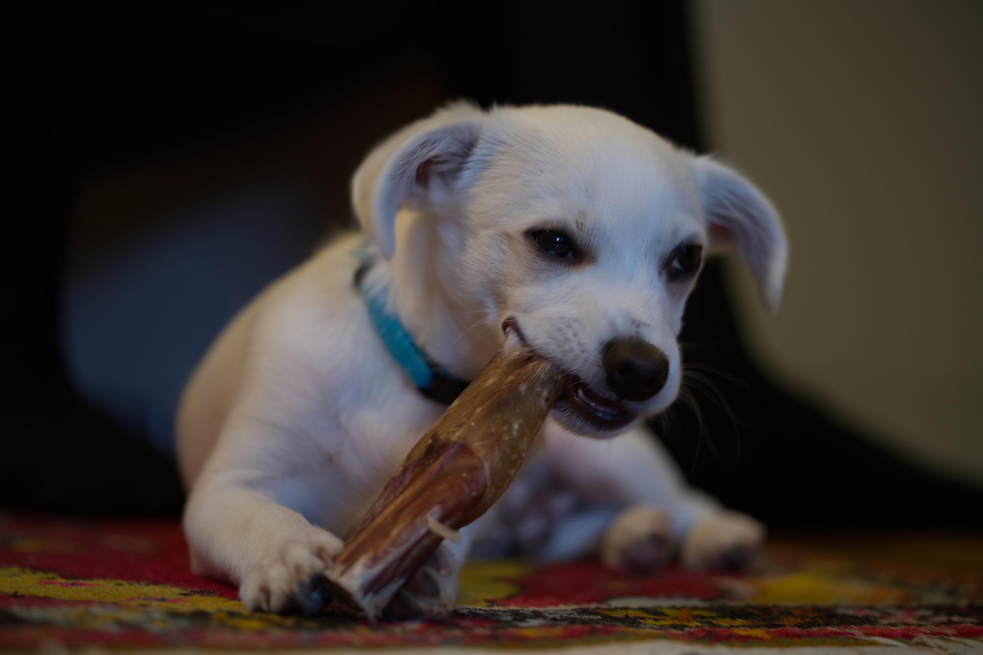 Puppy chewing on a bully stick