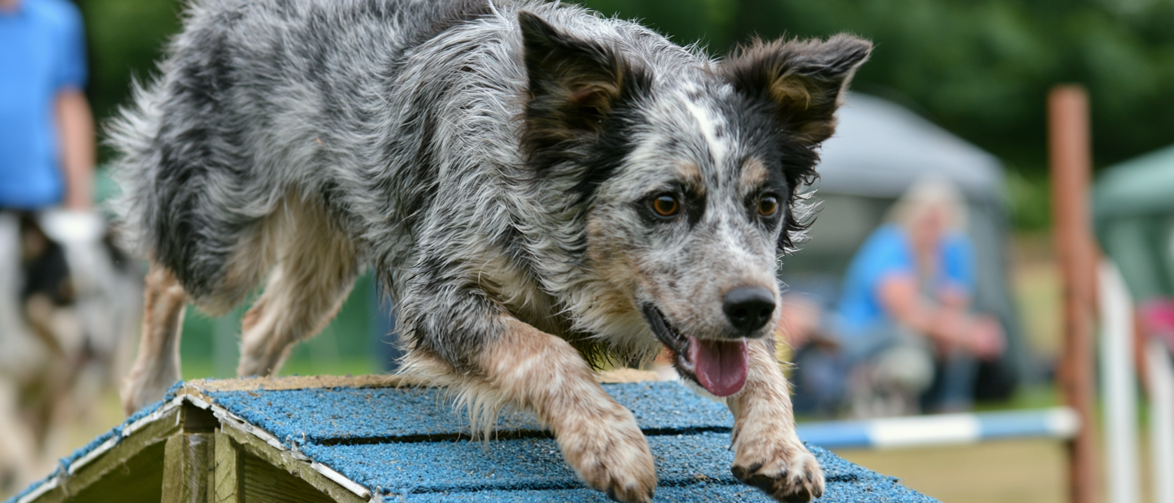 How to keep agility training safe