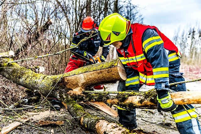 tree service, tree care