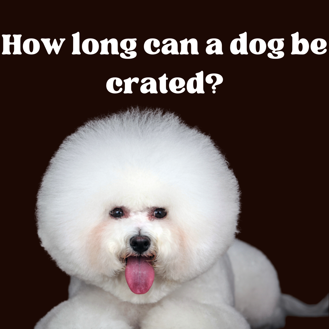 Do not use dog crate as a form of punishment DailyBark