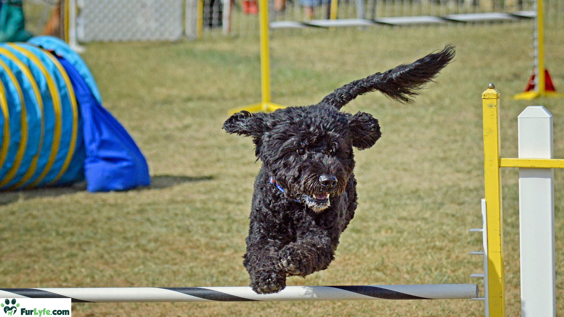 A Portuguese Water Dog running an obstacle course