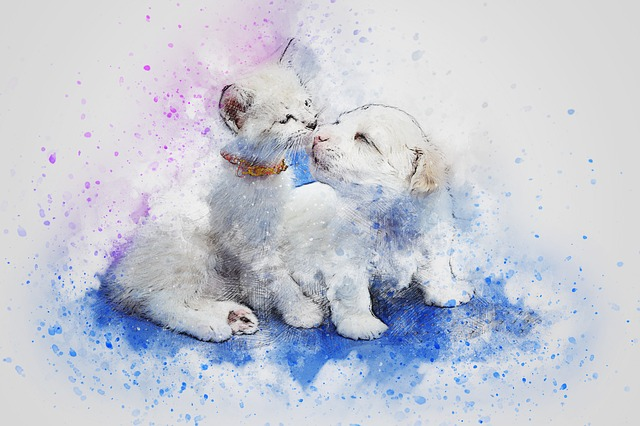cat, dog, cute