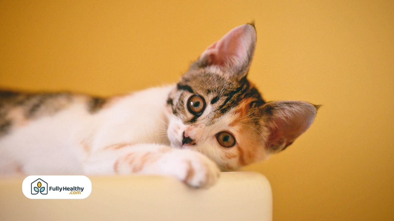 Calico kitten lying on a white surface with a yellow background