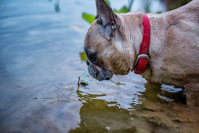 dogs can eat, dogs can eat, dogs can eat fish, digestive tract