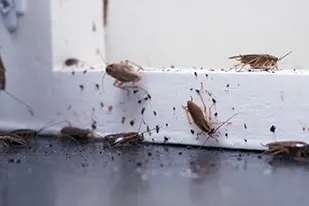 An image of German cockroaches gathering near a white window frame.