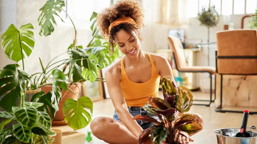 Plants and Mental Well-being