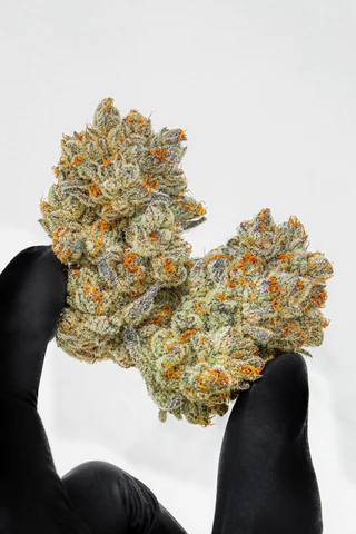 The best exotic strain of weed are as beautiful as they are enjoyable.