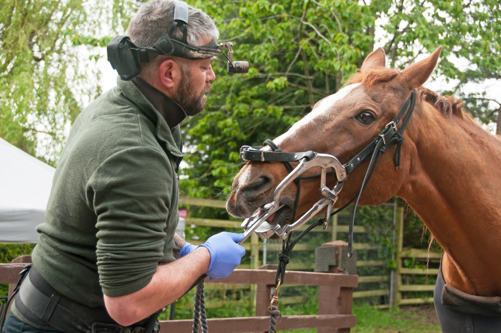 horse dentist performing a dental exam and dental work on a chestnut horse