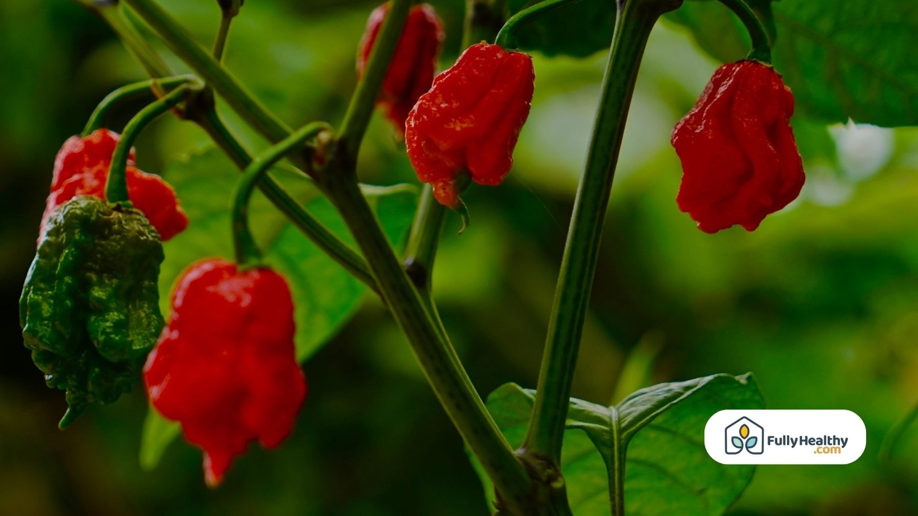 Carolina Reapers growing on a plant, showing both red and green peppers