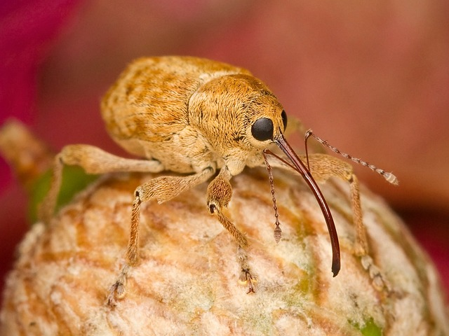 filbert weevil, insect, nature