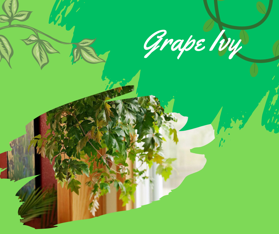 grape ivy, cissus