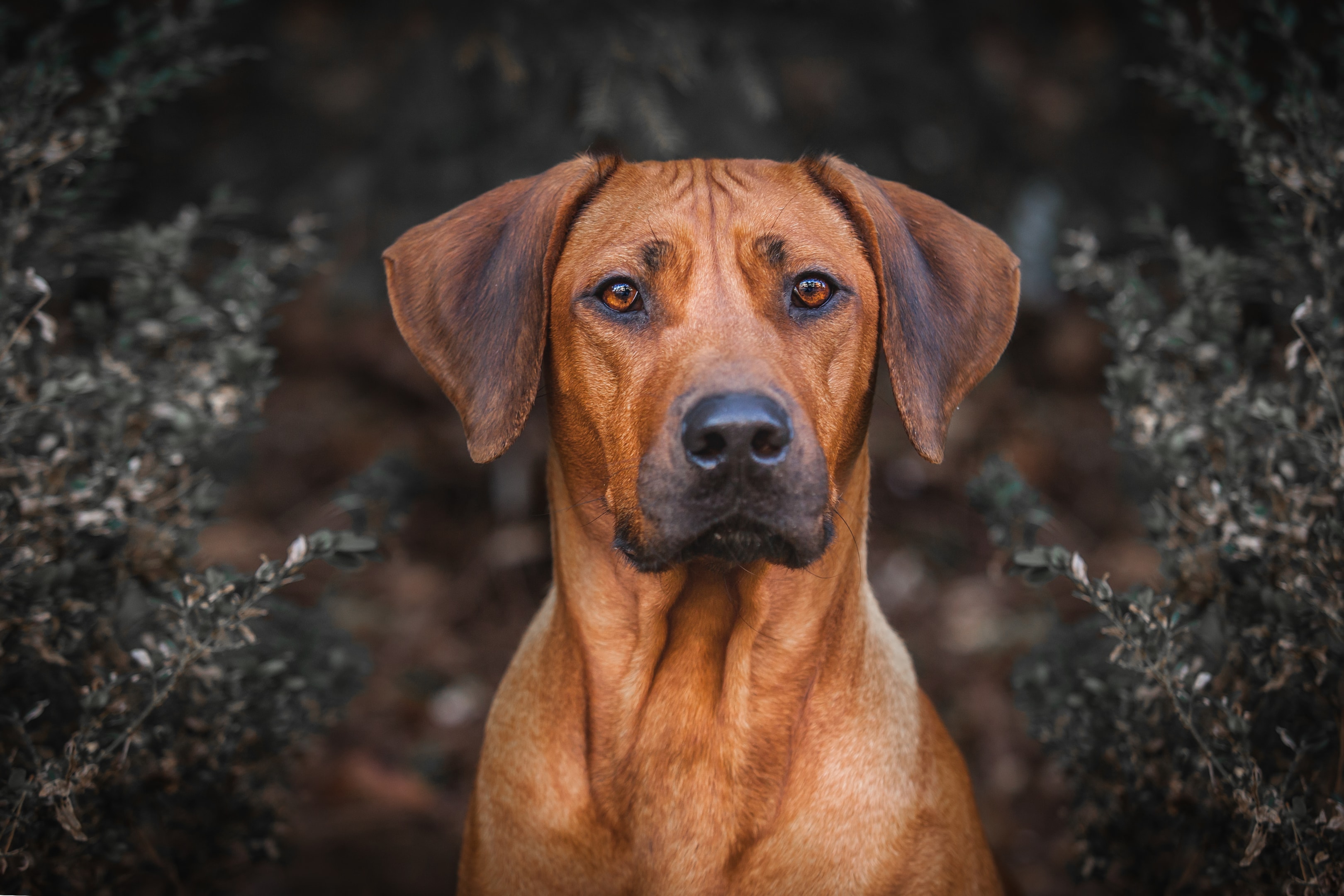 A close up faceview of the Rhodesian Ridgeback highlighting its expressive features