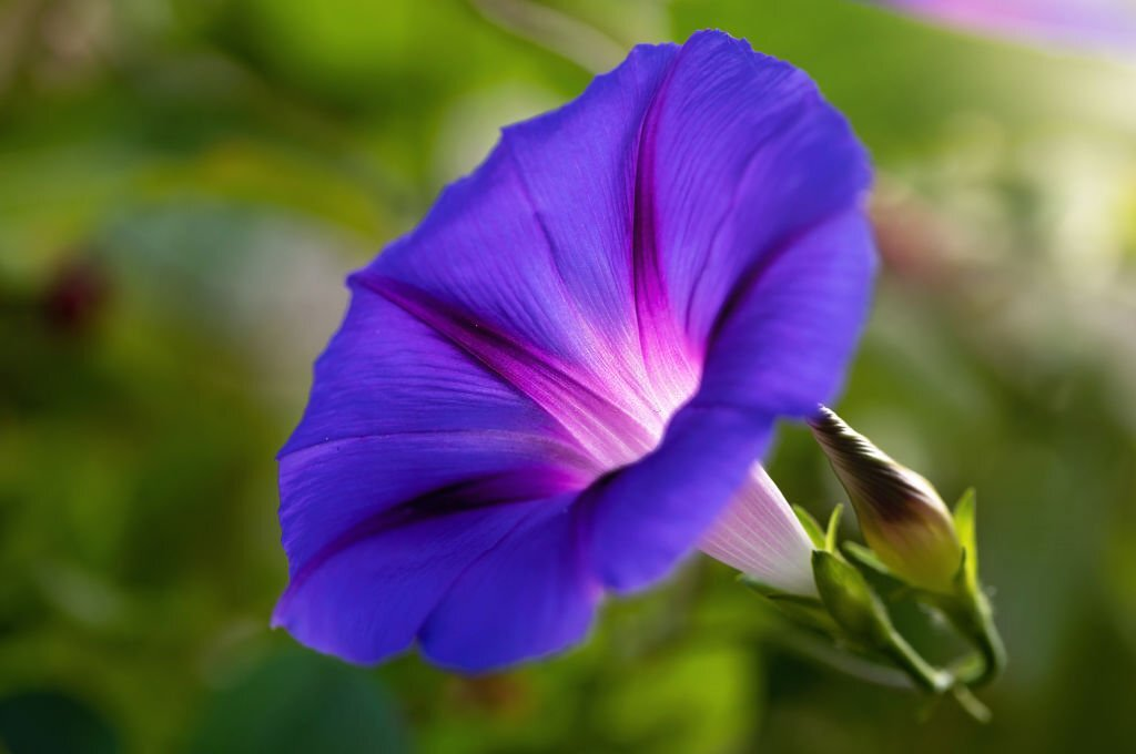 Ipomoea