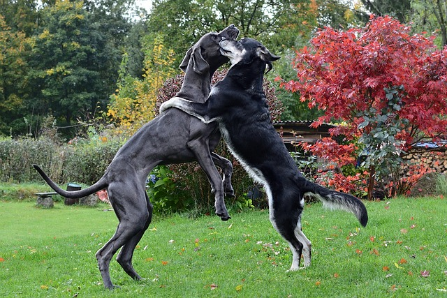 the dog a hug, great dane, two dogs