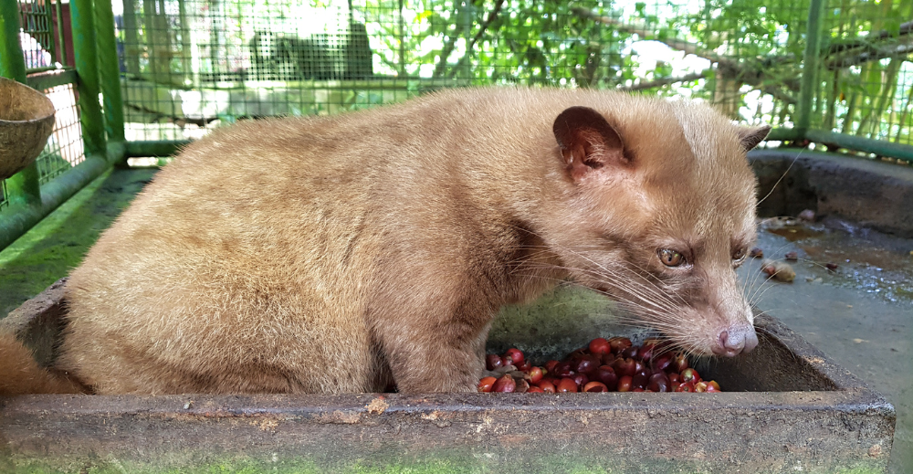 civet cat eating coffee cherry