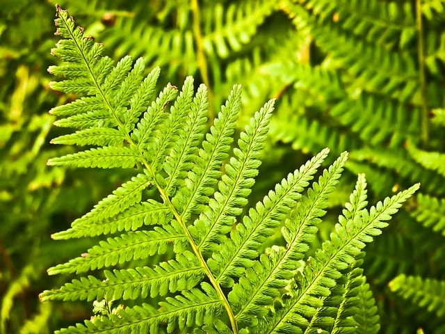 fern, leaves, foliage